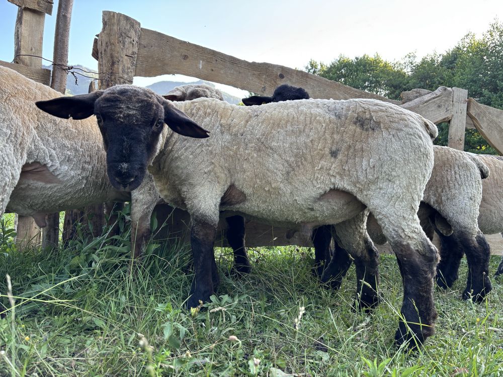 Berbecuți suffolk și metisi cu rase de carne