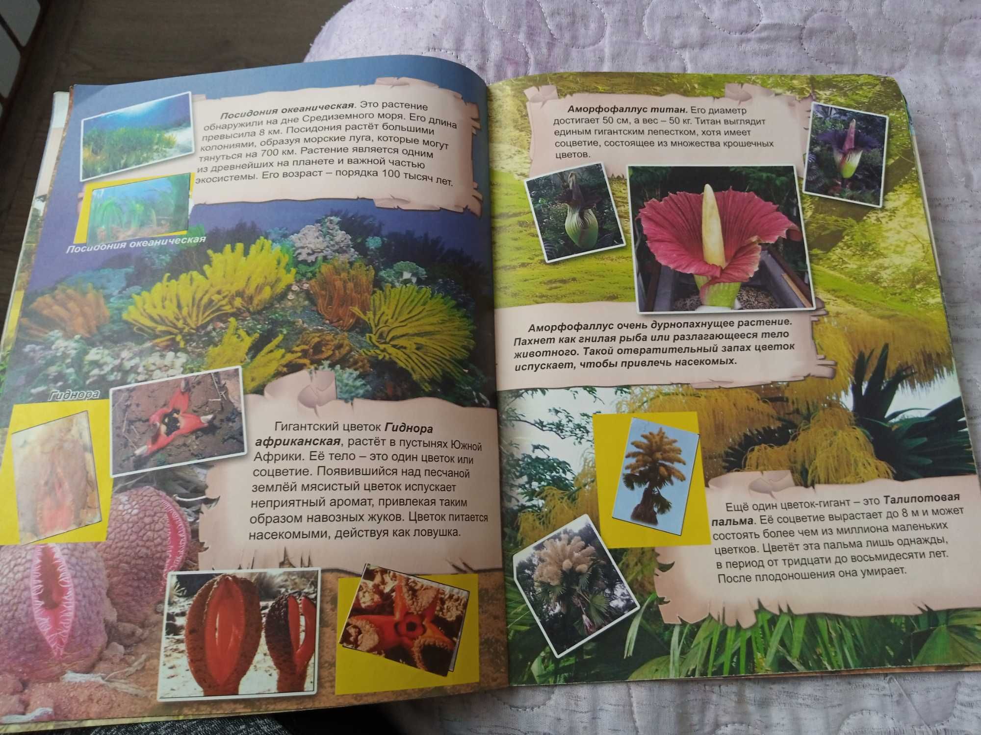 Книга для детей "Разнообразный мир растений"