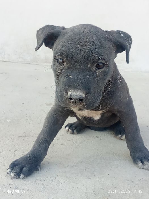 Продаётся Собака питбуль