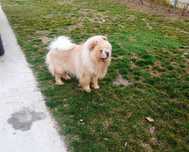 Mascul chow chow