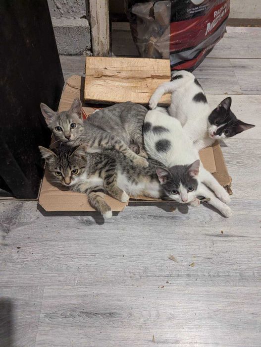 Подарява малки съкровища