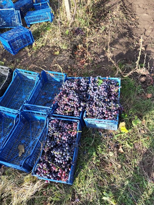 Struguri albi și roze de vin