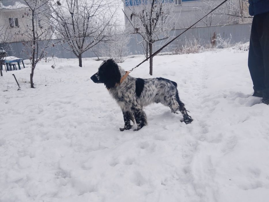 Продам спаниель щенков