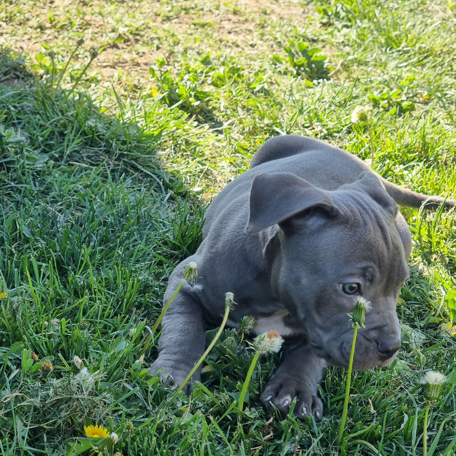 American Staffordshire Terrier (Amstaff)