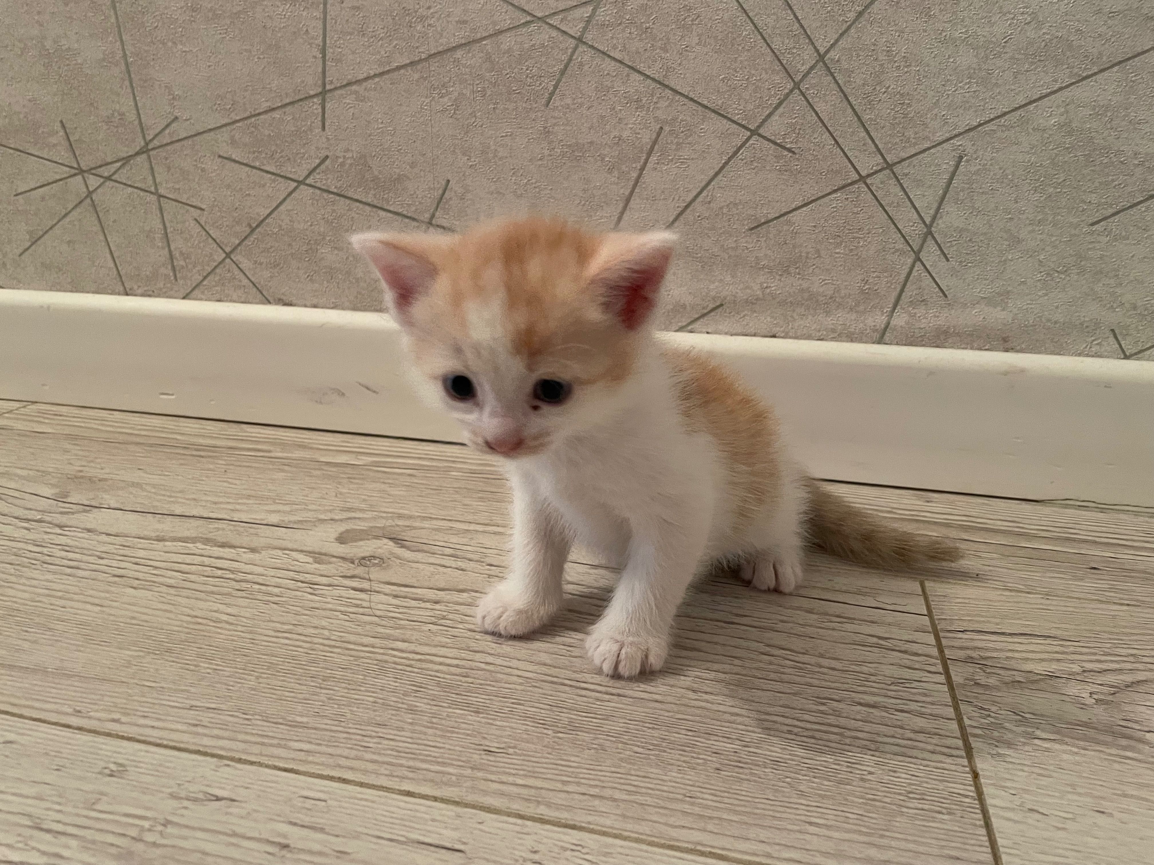 Отдам котенка в добрые руки