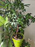 Ficus - Dieffenbachia - Crăciunițe