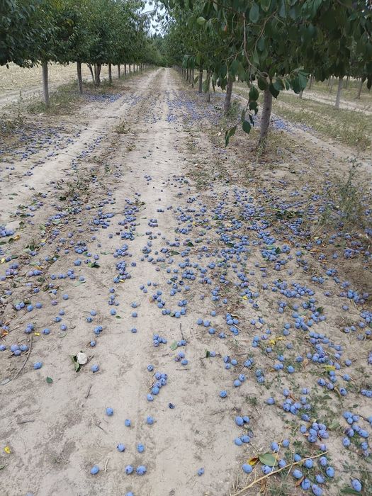 Prune Arjan De Vânzare