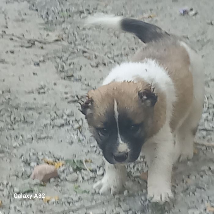 Кавказский  Авчарка сотилади