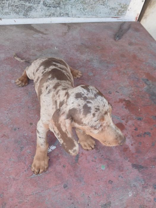 Teckel de dat 4 luni