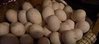 Ouă gâscă pt incubat