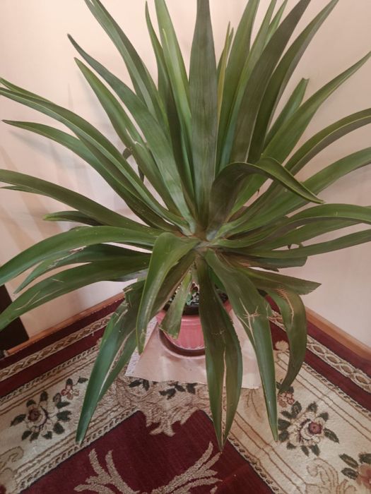 Тувак гуллар сотилади