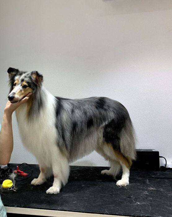 Стрижка собак,Груминг В отличном салоне!