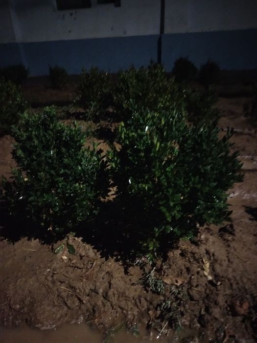 Шамшот куст кочати