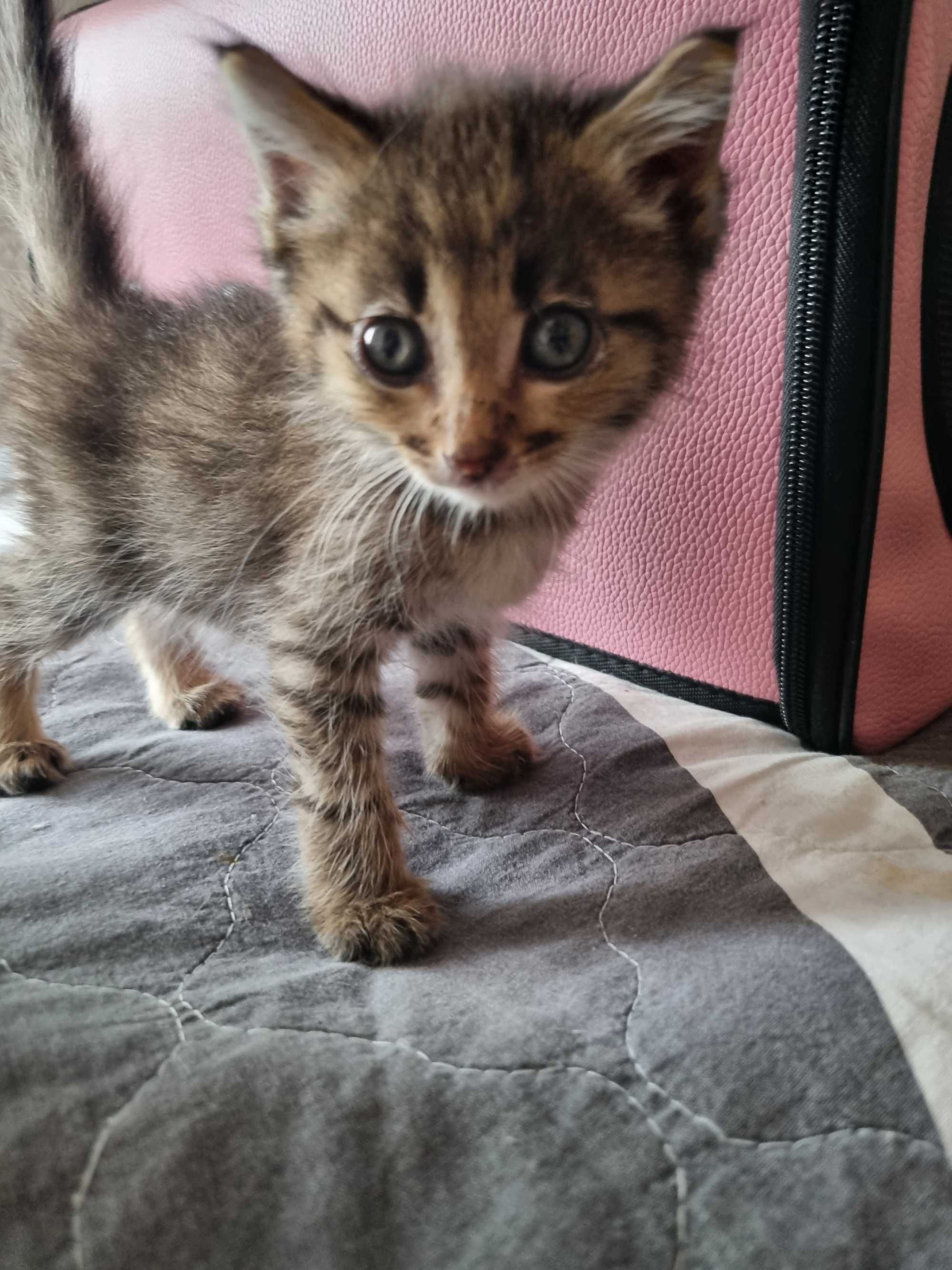 Отдаём котят в добрые руки