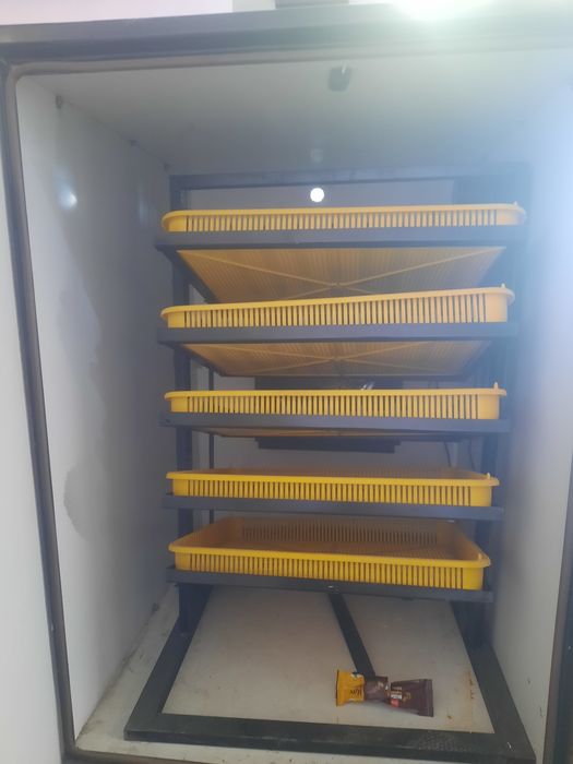 Инкубатор 500+ та тухум кетади. INKUBATOR