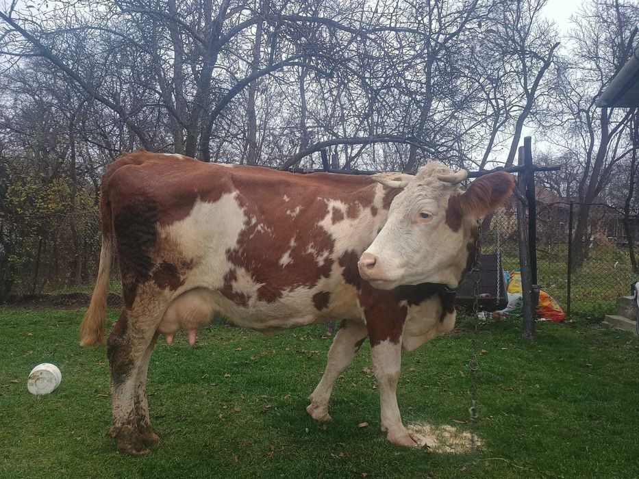 Vaca de 6 ani cu 12 l lapte la zi