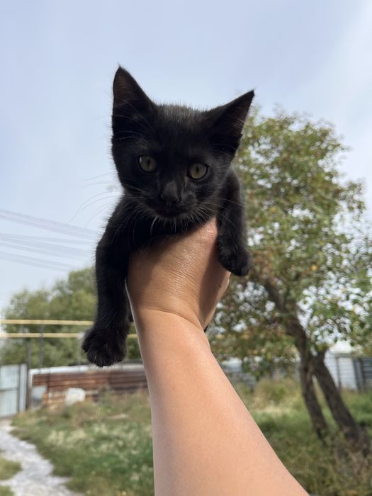 Отдам даром котят