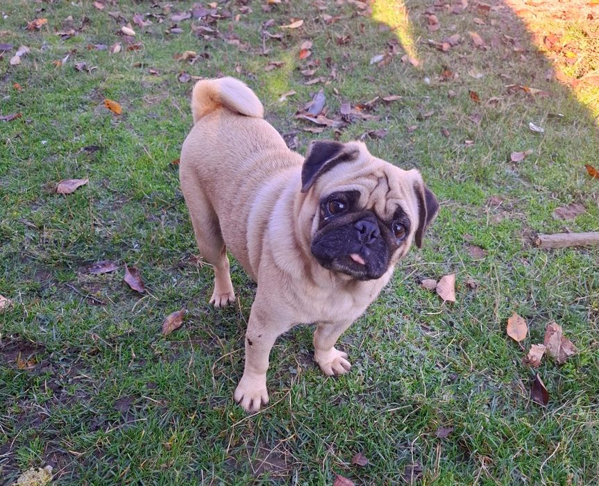 Mops bej femelă   ...