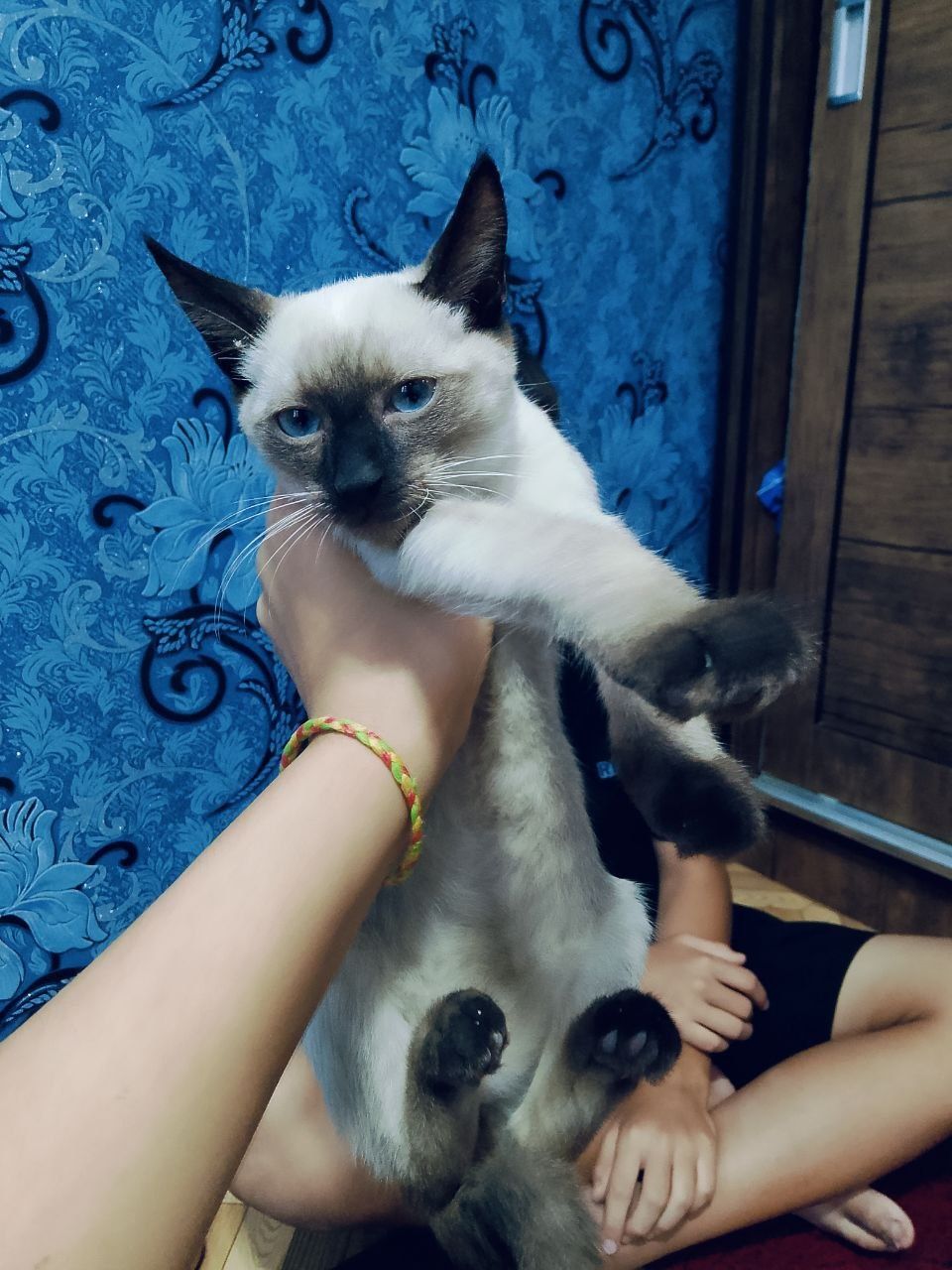 Сиамский пишиклар
