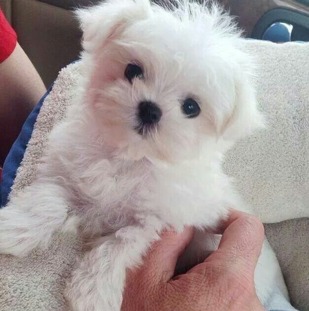 Bichon maltez mini toy