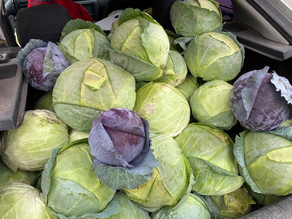 Se vinde angro , varza de buzau