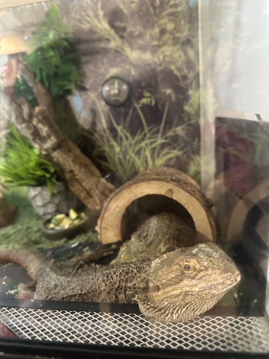 Vand pereche agame cu barba - terariu complet echipat inclus