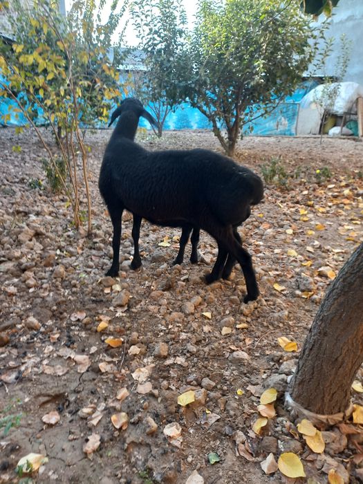 Ona bola sovliq sotiladi