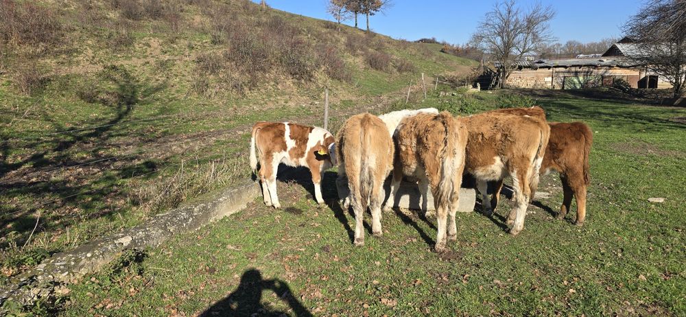 De vânzare 7 viteluse