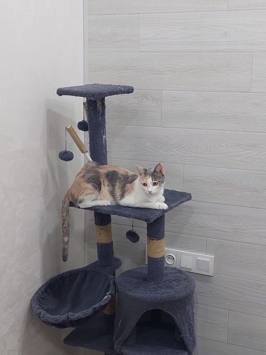 Кошка девочка трехцветная Ташкент