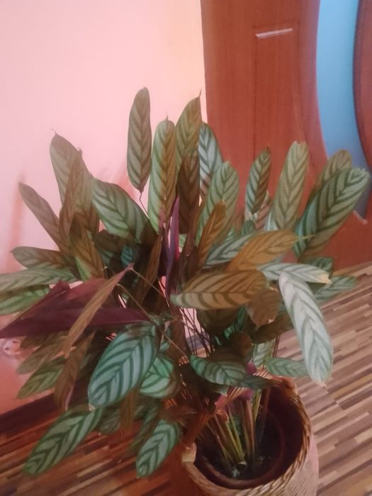 Dieffenbachia, Calatea(planta care se roagă), Crin regal, Syngonium