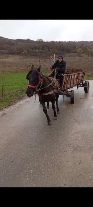 Vând cal castrat !!