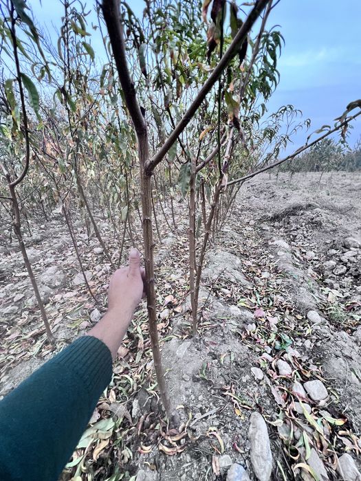 Shaftoli ,Olma,Malina,Archa ko’chatlari bor