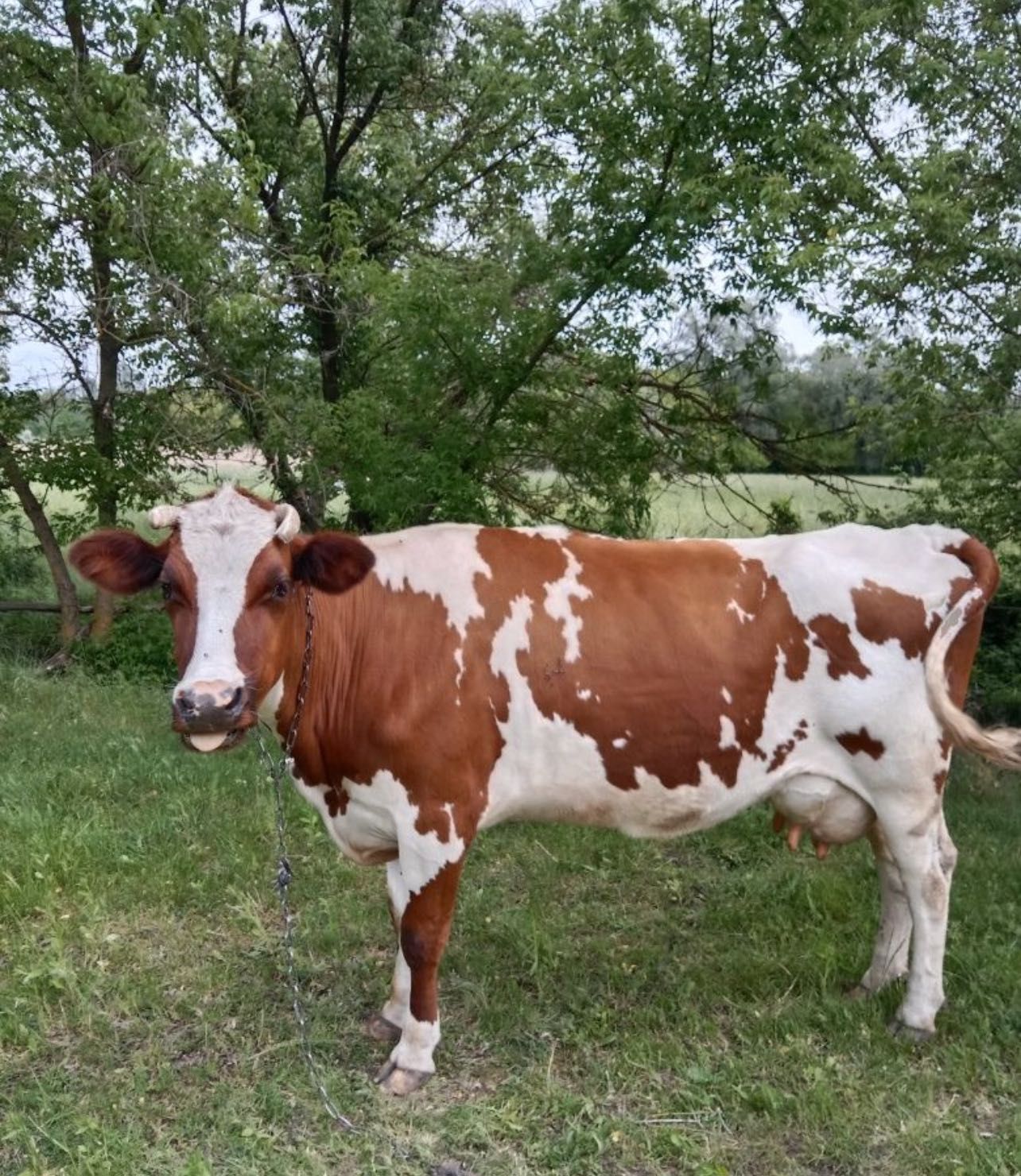 Продам дойную молочную Карову