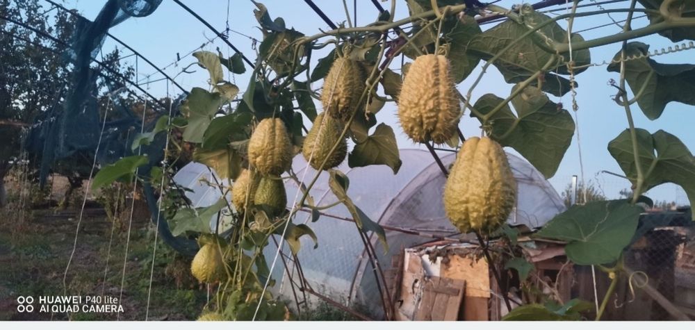 Мексиканска краставица(Чайот)