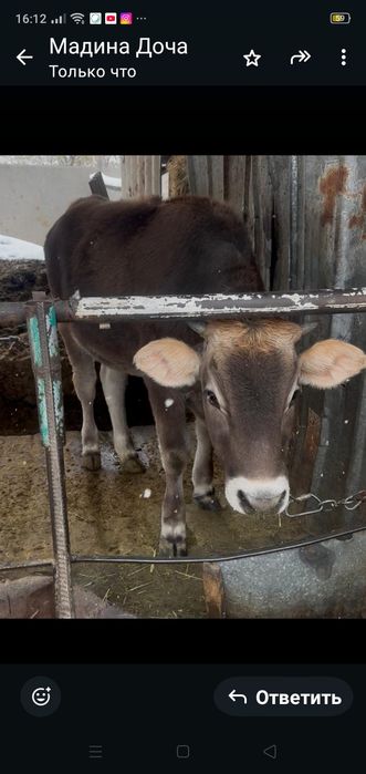 Продам телку молочной породы