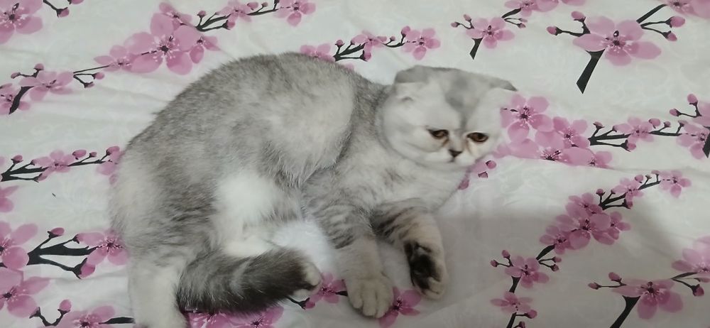 Toza zot shinshila
