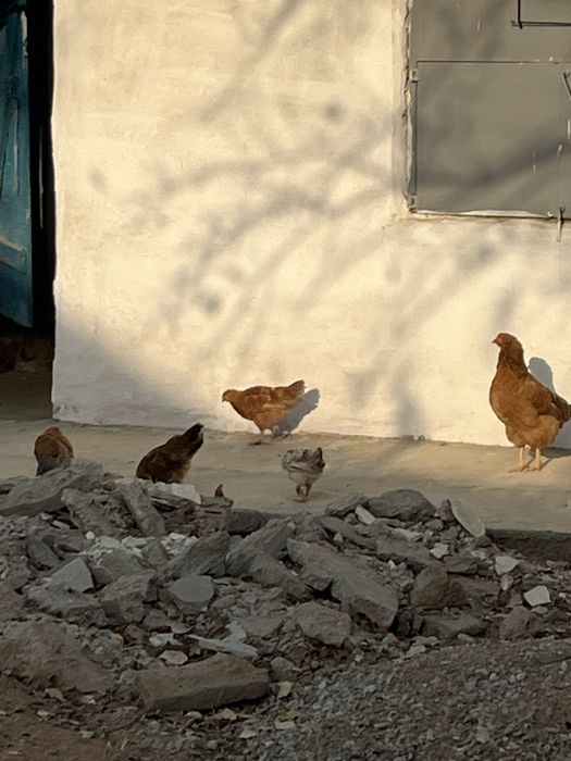 1 тауык бар 9 балапанымен