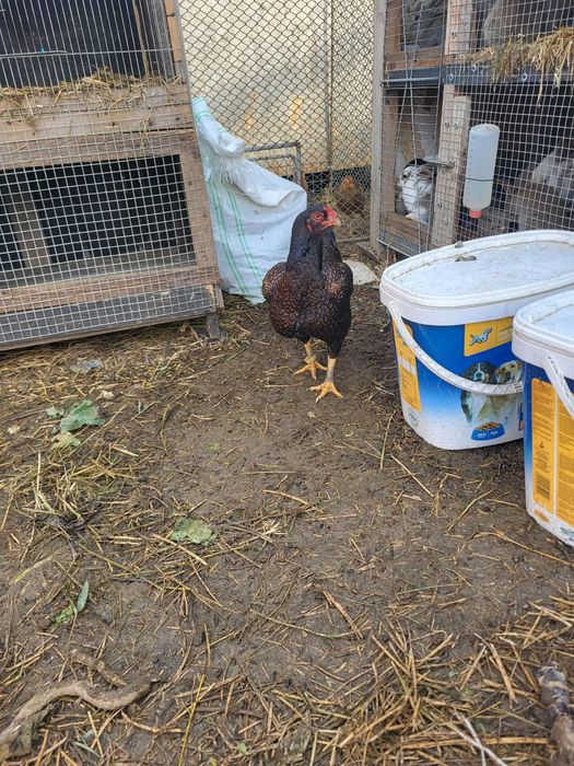 Puicuțe combatant indian