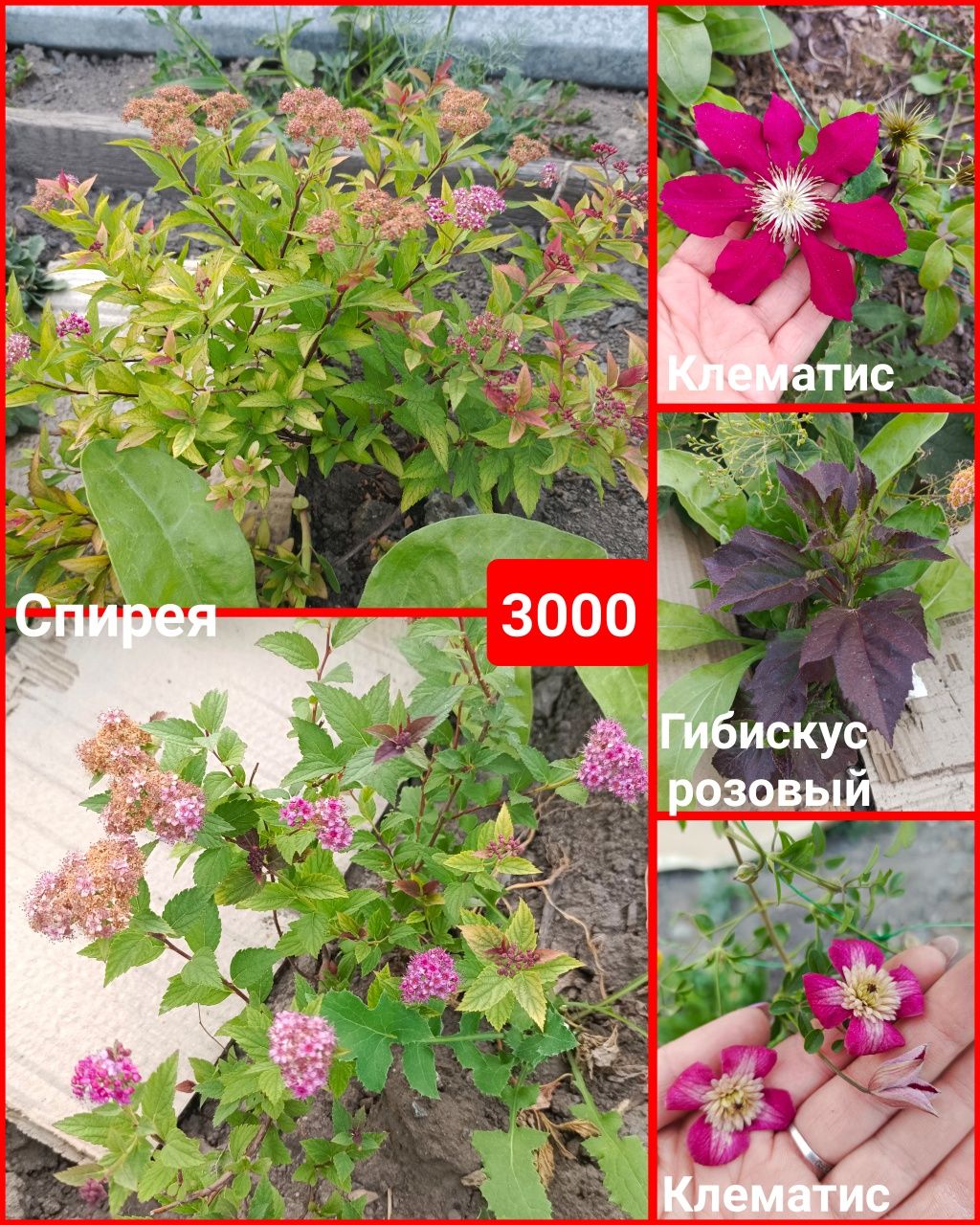 Уличные растения разные