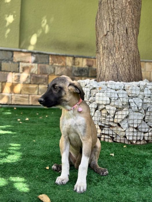 Щенок даром в добрые руки