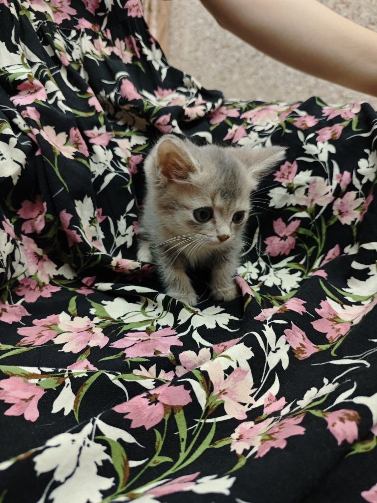 Котята золотая шиншилла