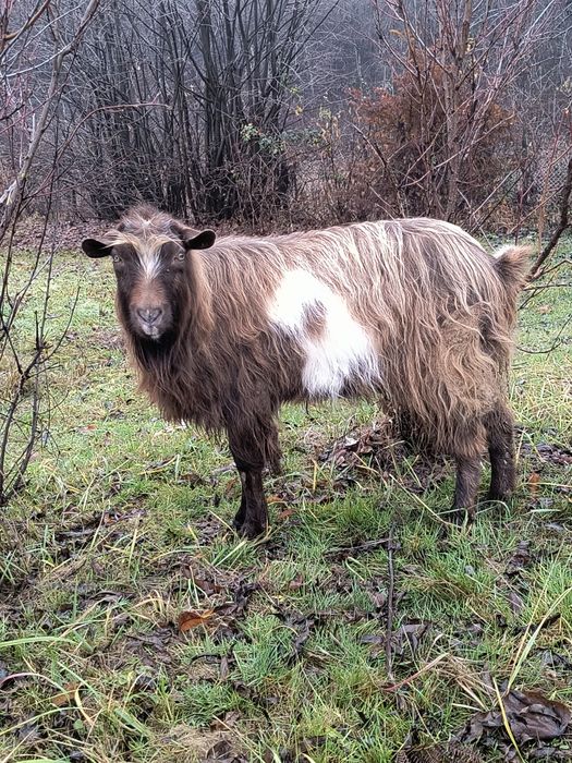 Vând sau schimb țap