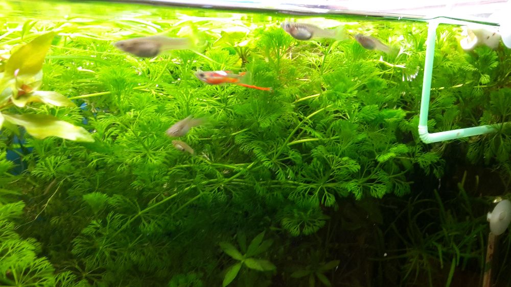 Аквариумни растения