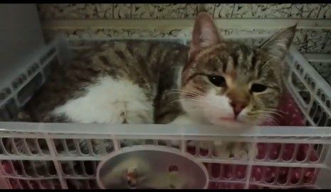 кошка в хорошие ручки