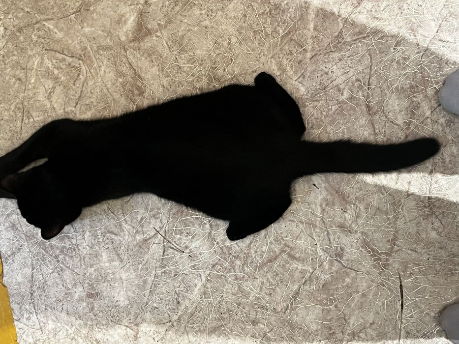 Отдам черную кошку молоденькую в хорошие руки