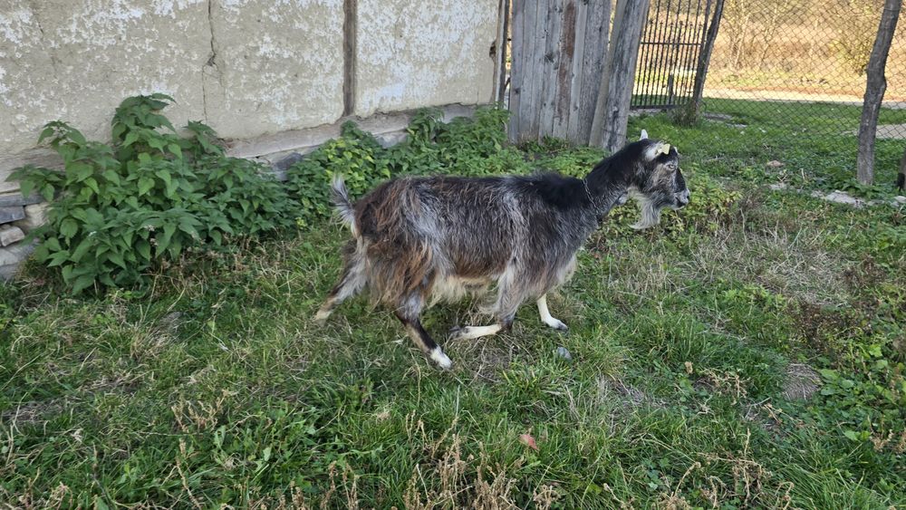 Vând două capre, gestante.