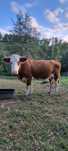 Vaca de vanzare.