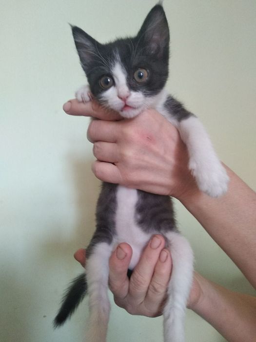 Милый котенок ищет свой дом