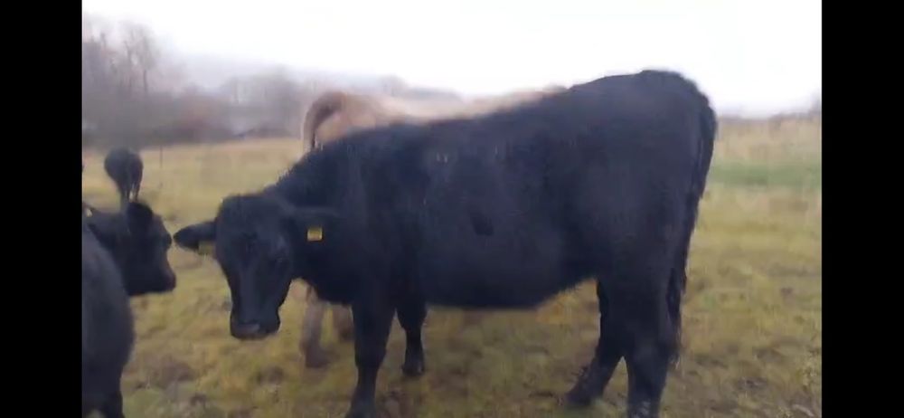 Juninci gestante angus