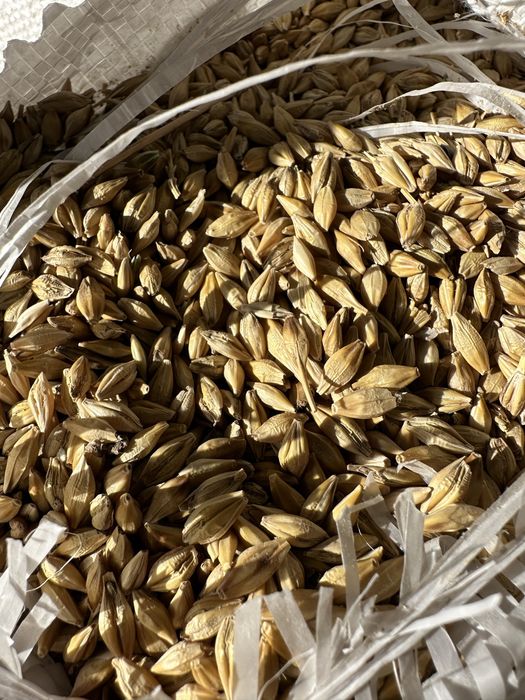 продам ячмень чистый сухой